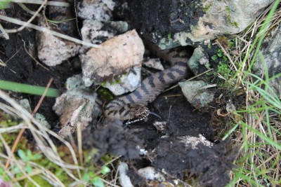 Vipera berus na Treskavici